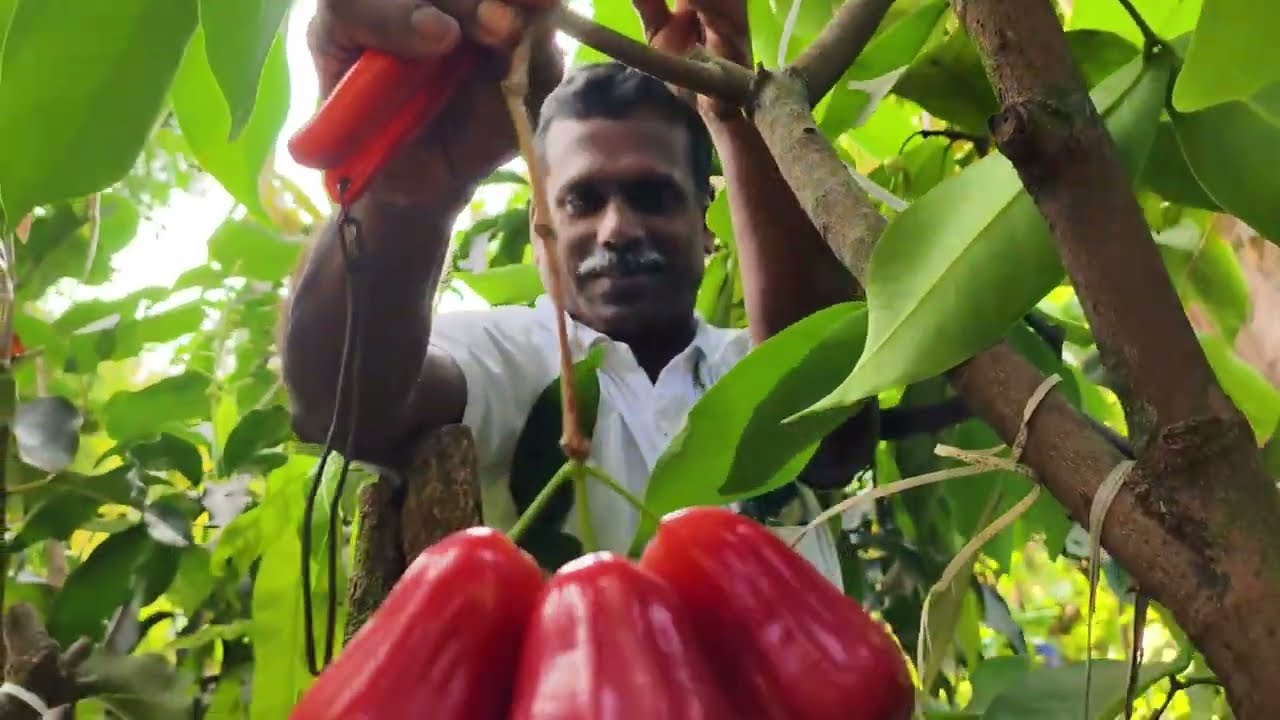 ചാമ്പയിൽ കേമന്മാർ ഇവർ തന്നെ P.V.S Garden  Pattarnadakkavu