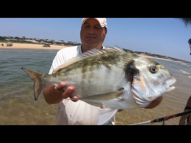 PESCA SURFCASTING DOS JORNADAS CON MUY DIFERENTES RESULTADOS Y SIETE  DORADAS ULTIMO DIA 