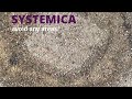 Ants dont like systemica