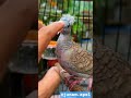 burung perkutut jenis apa bang? #perkutut #shortvideos #shorts