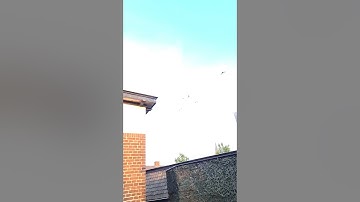 Gierzwaluwen boven Bennekom - Common Swift