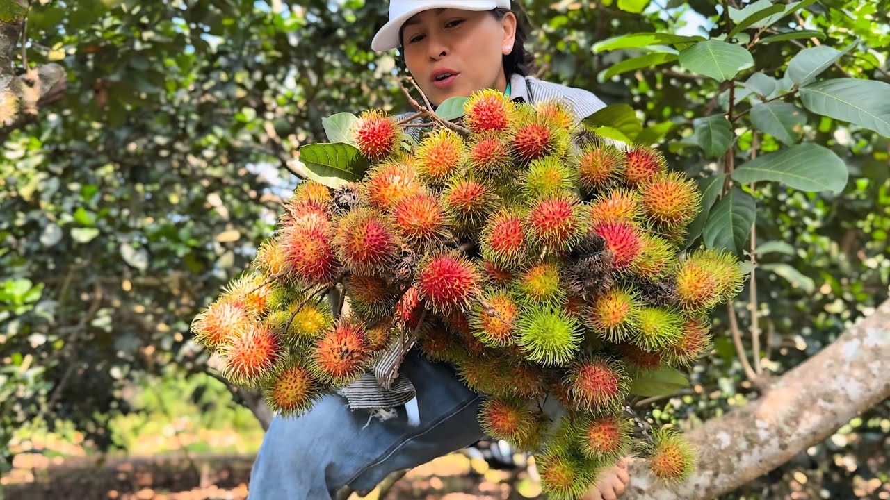 CHUẨN BỊ CHO KHÁCH THAM QUAN VƯỜN TRÁI CÂY LONG KHÁNH QUÊ EM