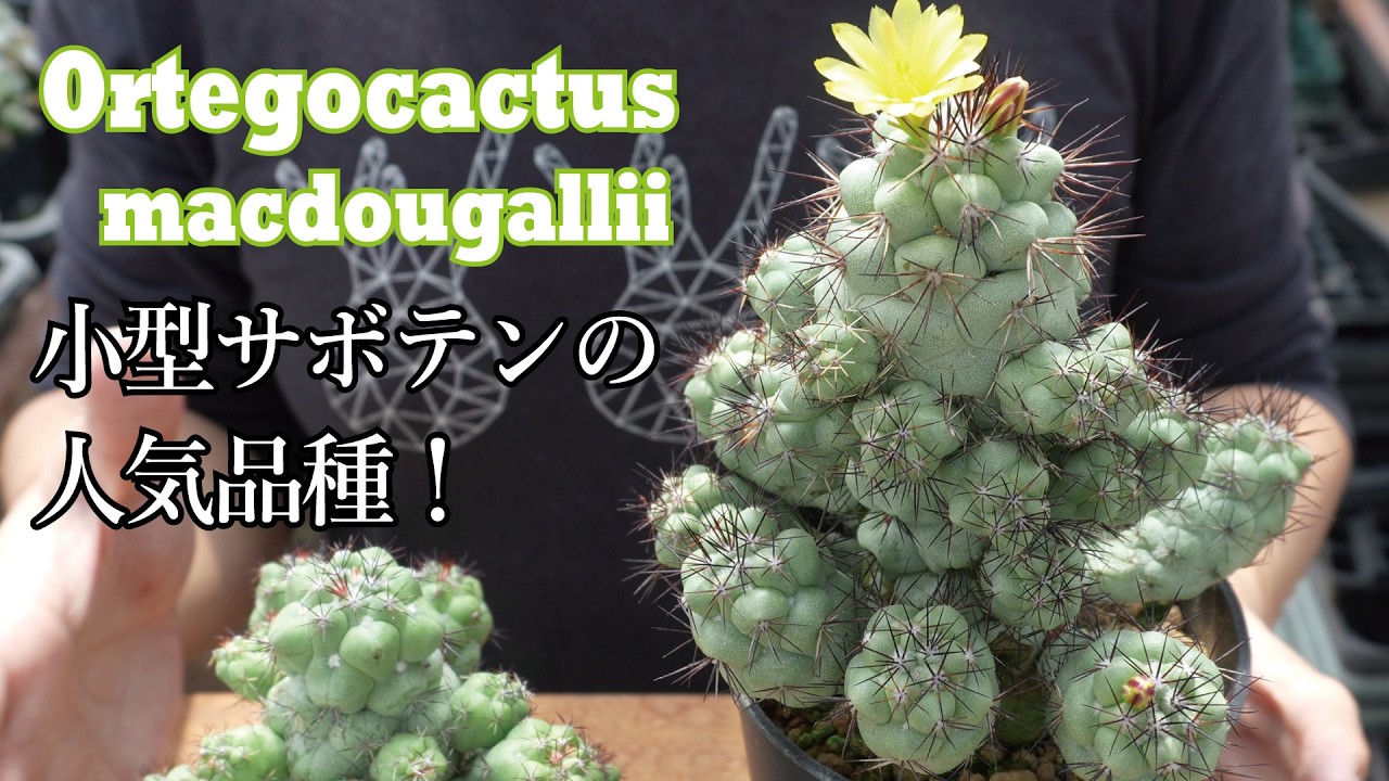 A monotypic genus! Introducing the Ortegocactus macdougallii