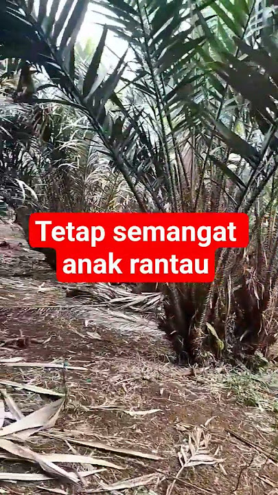 ketika ibu menelpon saat anaknya di perantauan