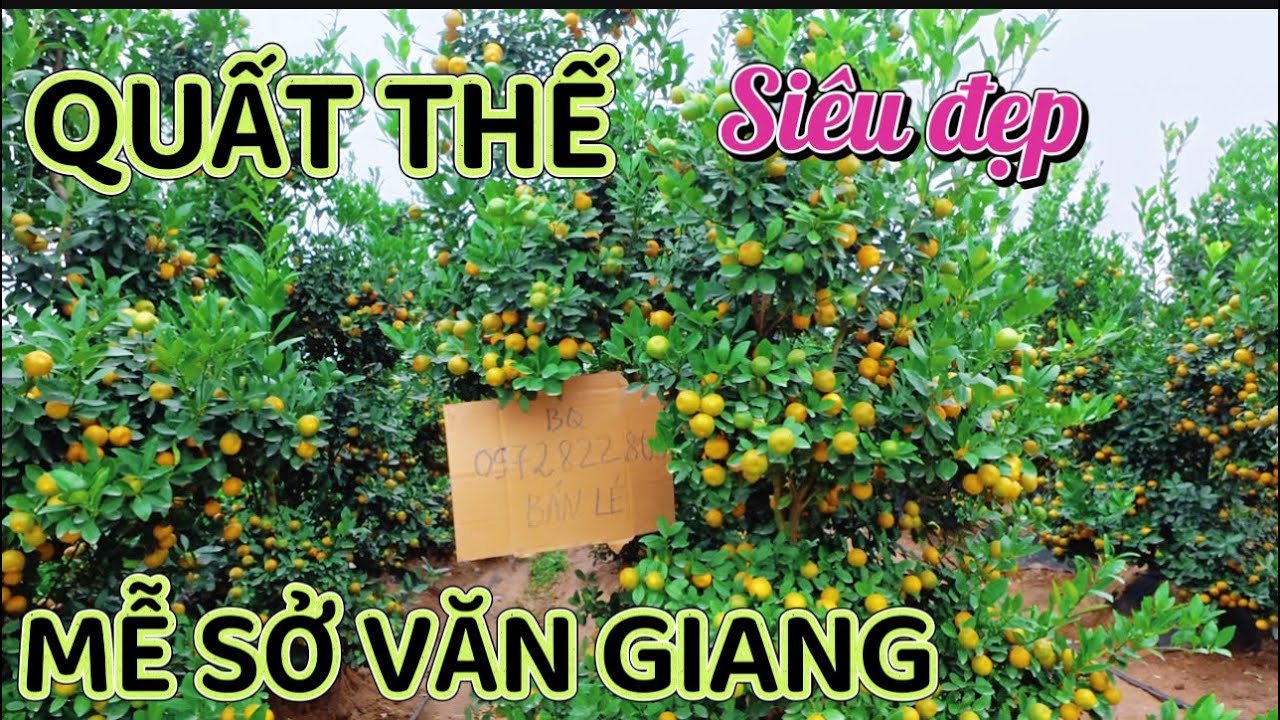 Quất Đất “ MỄ SỞ VĂN GIANG HƯNG YÊN - SỐ LƯỢNG KHỦNG 