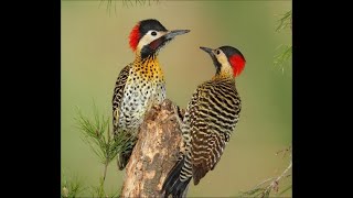 Sonido O Canto Carpintero Real Llamando A Su Pareja - Colaptes Melanochloros