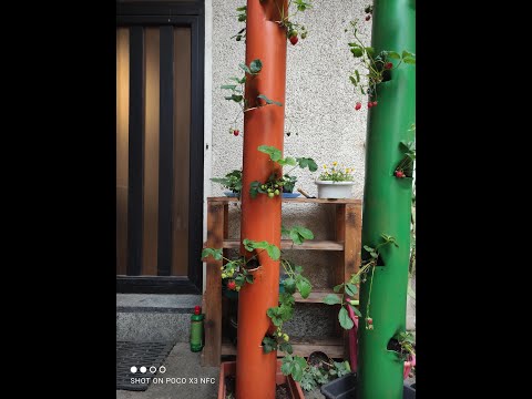 fragoliera fai da te in tubo pvc
