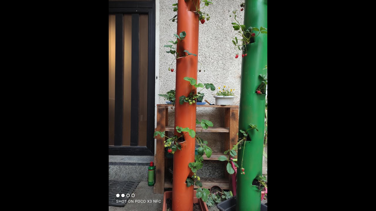 fragoliera fai da te in tubo pvc