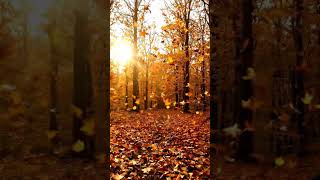 Amber Autumn Forest: Your Serene Autumn Escape 🍂🍁