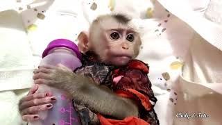 Cute Baby Tota Sleep In Baby Hammock.