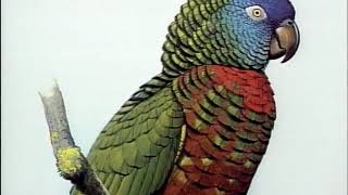 Amazon Parrots | Care &amp; Breeding | Part 2 (Full)