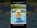 Baby Chick’s First Swim – The Cutest Floating Fluff Ever! #shorts