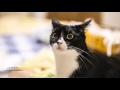 Meshell Ndegeocello - Papillon (Project Mayhem video edit)