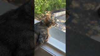 #cat #cats #lachat #chat