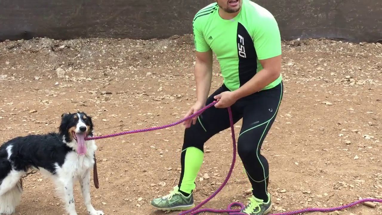 COMMENT FAIRE FACE UN CHIEN AGRESSIF DANS L EDUCATION/ERIC COMMENT FAIRE FACE UN CHIEN AGRESSIF DANS L EDUCATION/ERIC