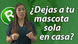 ¿Cuánto tiempo puedo dejar a mi mascota sola en casa?