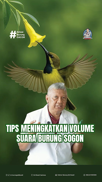TIPS MENINGKATKAN VOLUME SUARA BURUNG SOGON #dokterburung #sogon #ediboedisantosa #sogongacor