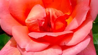 Amazing Rose Garden