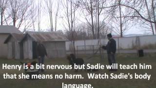 Idaho Dog Training Henry Boxer Lab Mix