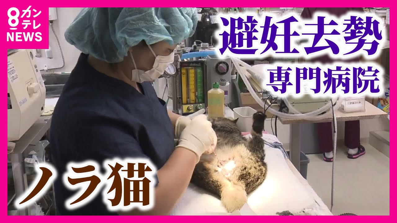 【ノラ猫の避妊去勢専門病院】手術後は”元いた場所に戻す”異例の取り組み　殺処分ゼロを目指す【関西テレビ・アーカイブ】