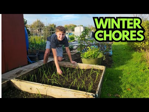 Winter Jobs On The Plot: Shed Declutter & Weeding Mission