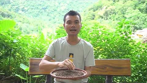 Hạt Mắc Khén Dùng Để Làm Gì | Đặc Sản Pù Luông