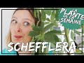  le schefflera  conseils dentretien exposition laplantedelasemaine