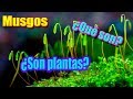 ¿Qué son los Musgos? -Plantmen