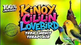 MASTERAN SATU JALUR TEMBAKAN TAJAM (KINOI CILILIN LOVEBIRD) JEDA TERAPI AIR