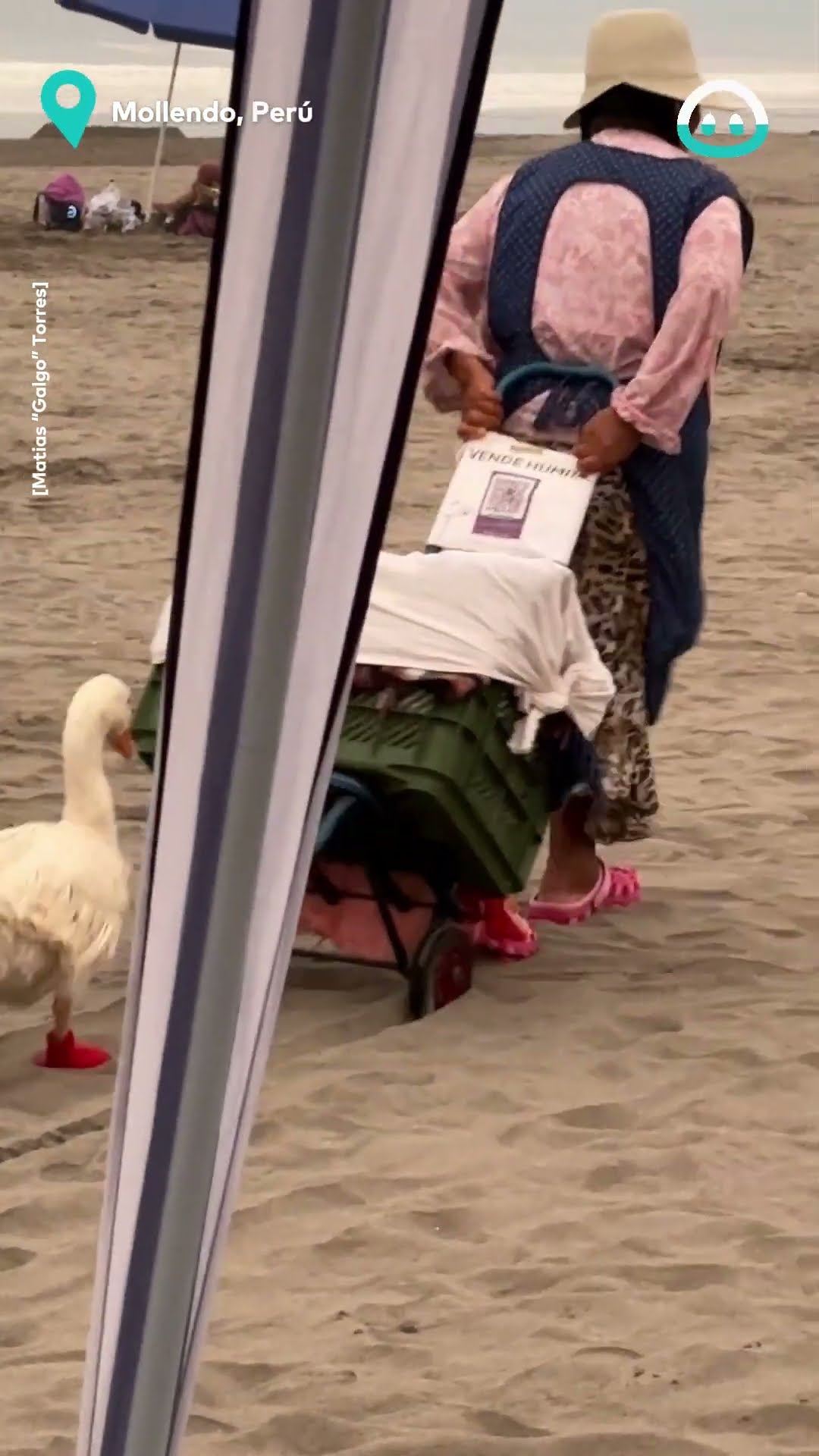 Duck In Boots Beach Walk || ViralHog
