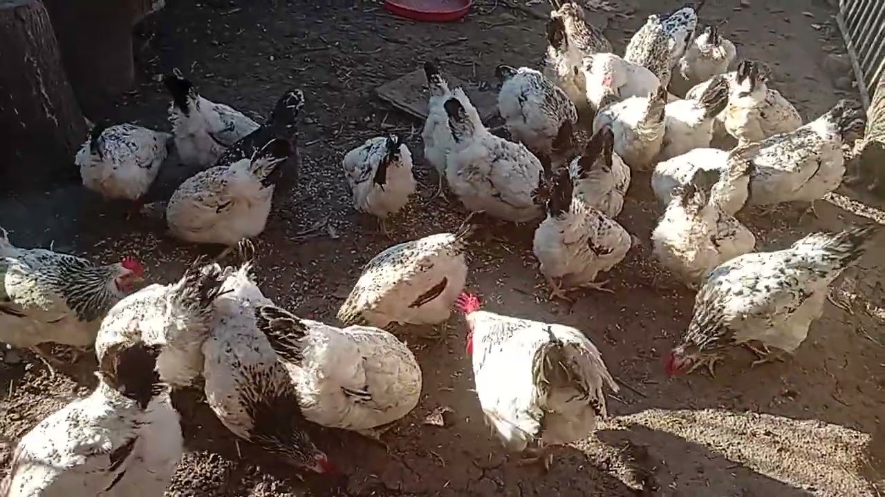 Mənim bərəkətli toyuqlarım 