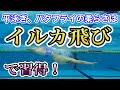 柔らかいバタフライと平泳ぎを習得するための、イルカ飛びを完全解説