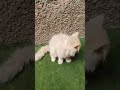 Meet Our Newest Furry Friends! 🐾 | Adorable Exotic Kittens 🐱✨