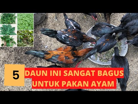 Video: Apa yang dimakan oleh ayam paya?