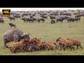 تحالف كيب بافالو أقوى تحالف في السافانا الأفريقية وثائقي عن الحيوانات 