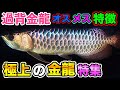 原種『純血過背金龍』藍底過背金龍の真相〜　アロワナ　オスメス解説　　極上のゴールデンヘッド金龍特集　アルポンガス過背金龍『アクアリウム』「ショップ訪問』