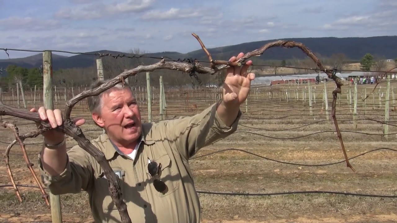 High Tunnel Grapes -- Winter Pruning