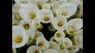 Prayer Song - Wait for GOD 敬拜灵修音乐 等候神