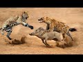 Warthog ThankS Hyena For Rescuing Before Leopard | Hyena Rushes Into Leopard To Rescue The Warthog