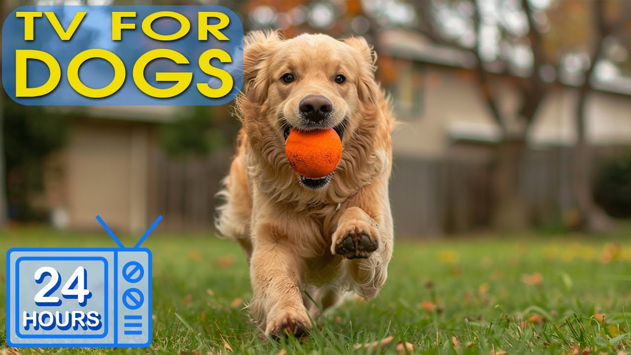 24 HOURS Of Soothe Dog s Anxiety Calming Music For Dogs With Anxiety 24-hours-of-soothe-dog-s-anxiety-calming-music-for-dogs-with-anxiety
