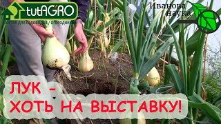 9 секретов лука ЭКСИБИШЕН. Огромные вкусные луковицы с хранением до весны!