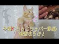 子猫こちょこちょぱー練習するよ！最後に先住猫とのご対面経過報告も！