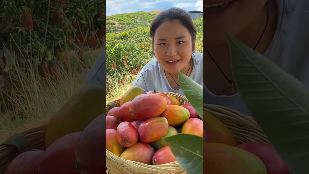Harvesting Sweet and Juicy Mangoes: Fresh, Golden, and Bursting with Flavor!