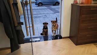 Download Lagu They used to wait for me at the door together, until an accident changed everything... MP3 Download Lagu They used to wait for me at the door together, until an accident changed everything... MP3