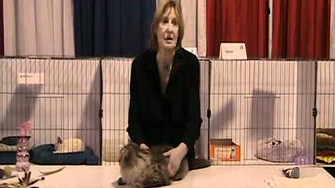Video 1898811: siberian cat breed, siberian cat talks