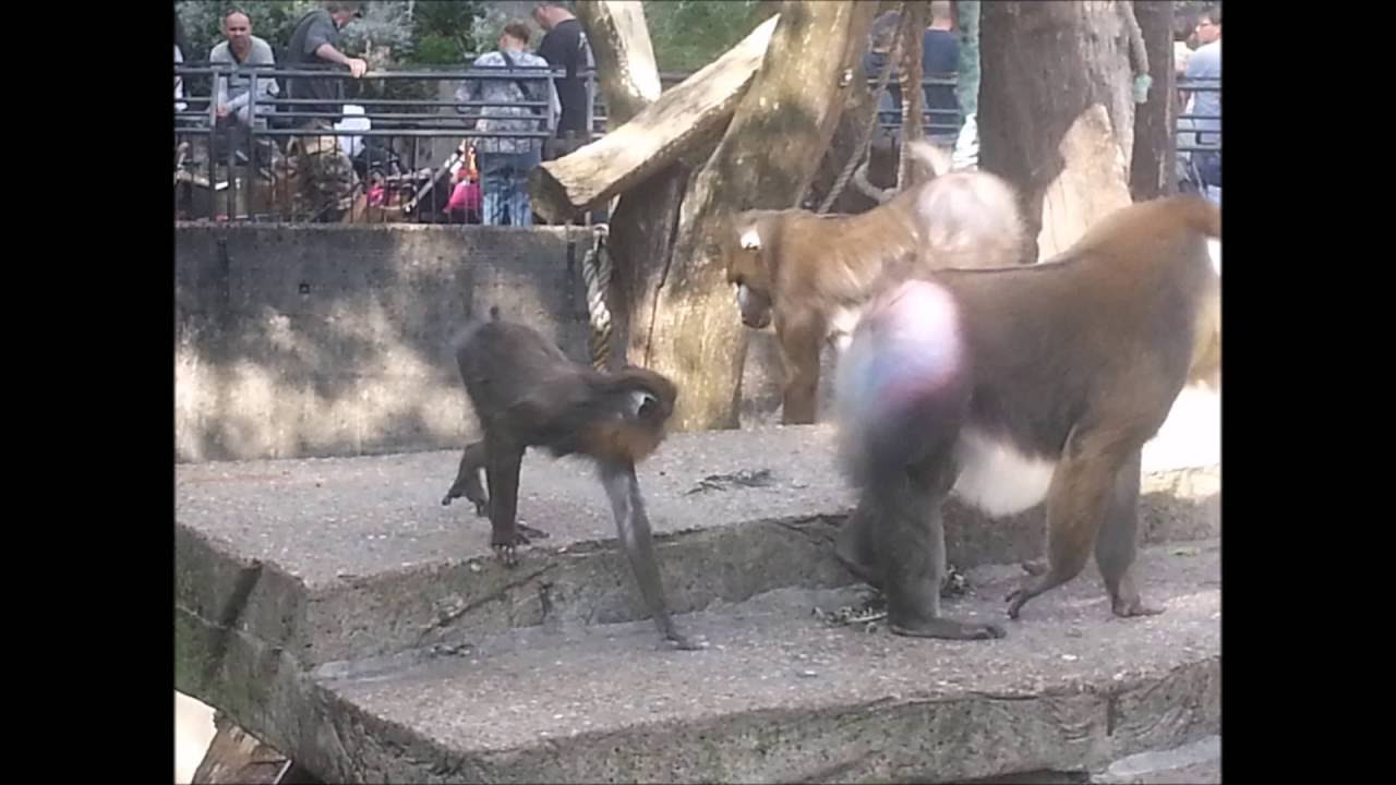 Artis Royal Zoo Amsterdam