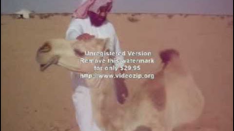 أفلا ينظرون إلى الإبل - تلاوة دحيم محمد الحماد 1431هـ