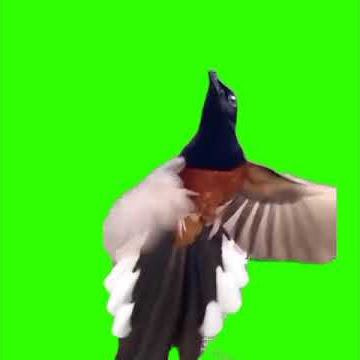 Mentahan Green Screen Burung Murai ❗#greenscreen #muraibatu #kicaumania