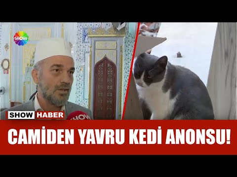 Camiden anons: Kedinin yavrularını geri getirin!