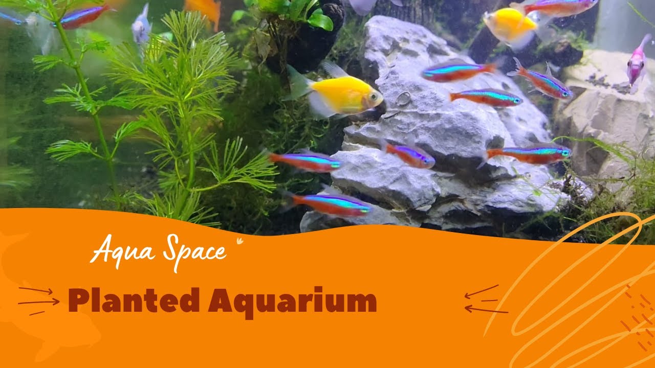 Planted Aquarium at Kochi YouTube